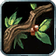 Herb Gathering