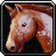 Swift Brown Steed
