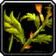 Bruiseweed