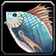 Keefer's Angelfish