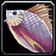 Brilliant Smallfish